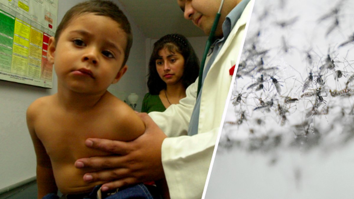 Över 700 000 personer dör av denguefeber varje år.
